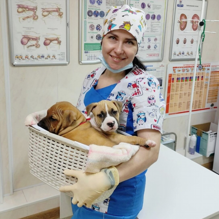 Доска объявлений животные в перми