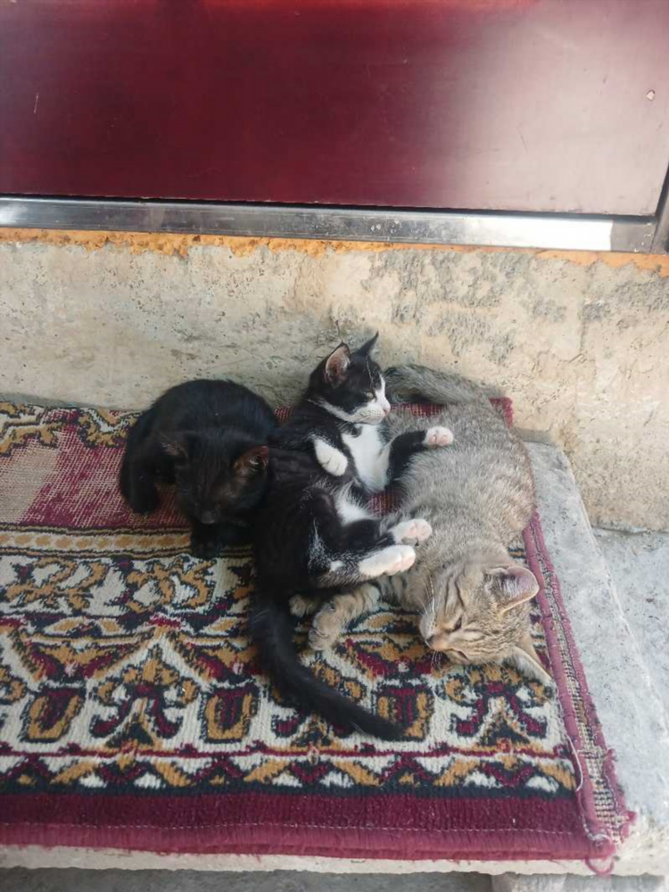 Доска объявления купить котенка