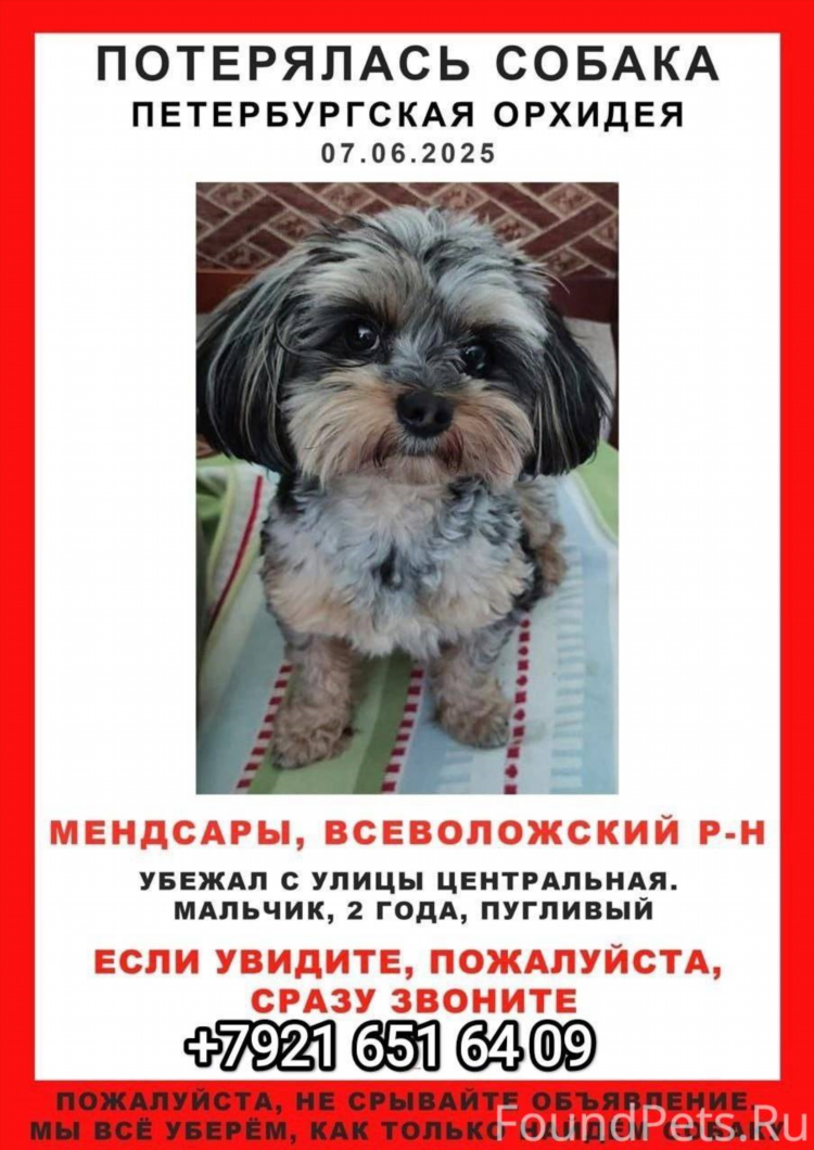 Объявление ищу собаку