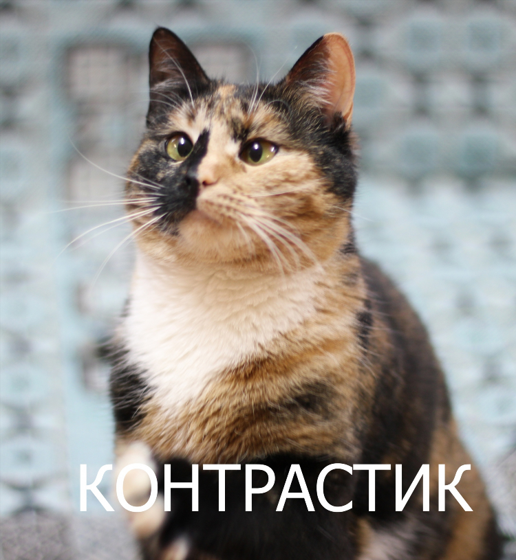Объявление о пристрое кота