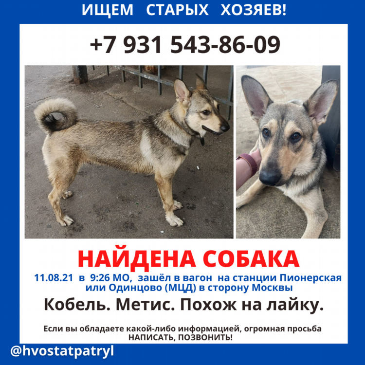 Объявление потерялась собака как написать