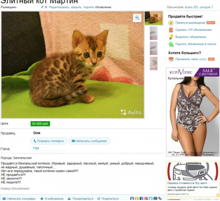 Объявления авито котята