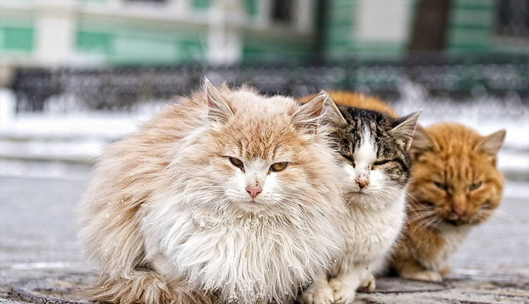 Образец объявления отдам котят