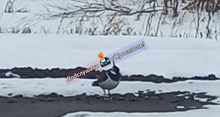 Подслушано тутаев вконтакте объявления