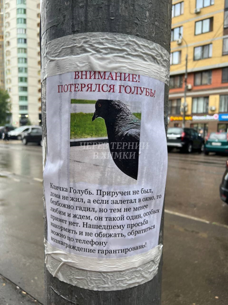 Потерялся объявление