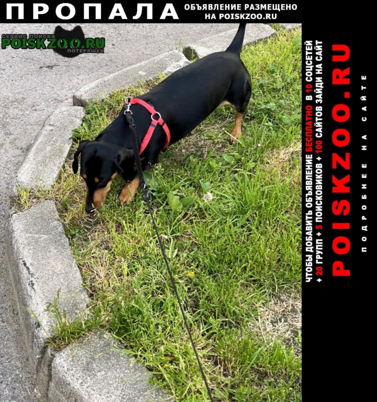 Пропала собака калининград объявления