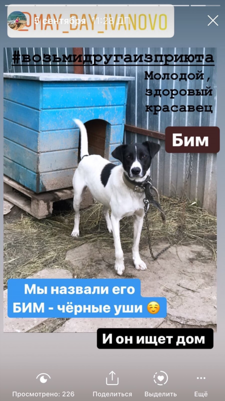 Щенки ищут дом объявление
